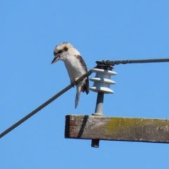 Dacelo novaeguineae at Jerrabomberra, NSW - 3 Mar 2021