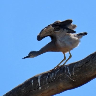 Egretta novaehollandiae (White-faced Heron) at Googong, NSW - 2 Mar 2021 by RodDeb