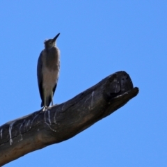 Egretta novaehollandiae at Googong, NSW - 3 Mar 2021 10:57 AM