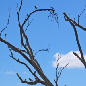 Egretta novaehollandiae at Googong, NSW - 3 Mar 2021 10:57 AM