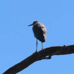 Egretta novaehollandiae at Googong, NSW - 3 Mar 2021
