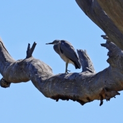 Egretta novaehollandiae at Googong, NSW - 3 Mar 2021 10:57 AM