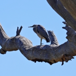 Egretta novaehollandiae at Googong, NSW - 3 Mar 2021 10:57 AM