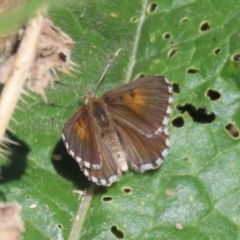 Lucia limbaria (Chequered Copper) at Googong Foreshore - 3 Mar 2021 by RodDeb