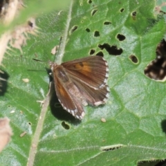 Lucia limbaria at Yarrow, NSW - 3 Mar 2021 01:27 PM