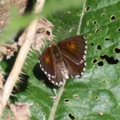 Lucia limbaria at Yarrow, NSW - 3 Mar 2021