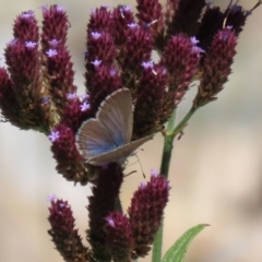 Zizina otis (Common Grass-Blue) at QPRC LGA - 3 Mar 2021 by RodDeb