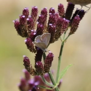 Zizina otis at Yarrow, NSW - 3 Mar 2021