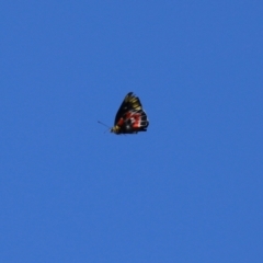 Delias harpalyce (Imperial Jezebel) at Googong Reservoir - 3 Mar 2021 by RodDeb