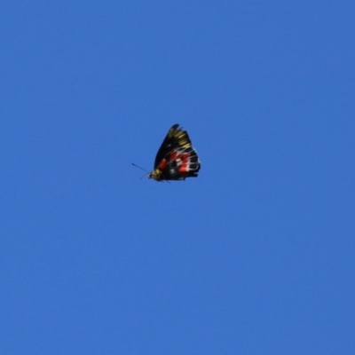 Delias harpalyce (Imperial Jezebel) at Googong, NSW - 3 Mar 2021 by RodDeb