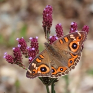 Junonia villida at Yarrow, NSW - 3 Mar 2021 01:24 PM