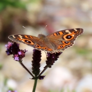 Junonia villida at Yarrow, NSW - 3 Mar 2021 01:24 PM