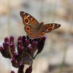 Junonia villida at Yarrow, NSW - 3 Mar 2021 01:24 PM