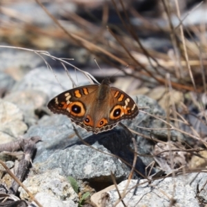 Junonia villida at Yarrow, NSW - 3 Mar 2021 01:24 PM