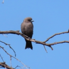 Artamus cyanopterus (Dusky Woodswallow) at Googong Reservoir - 3 Mar 2021 by RodDeb