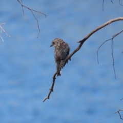 Artamus cyanopterus at Googong Reservoir - 3 Mar 2021 11:39 AM