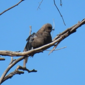 Artamus cyanopterus at Googong Reservoir - 3 Mar 2021 11:39 AM