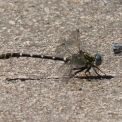 Hemigomphus heteroclytus (Stout Vicetail) at Yarrow, NSW - 3 Mar 2021 by RodDeb