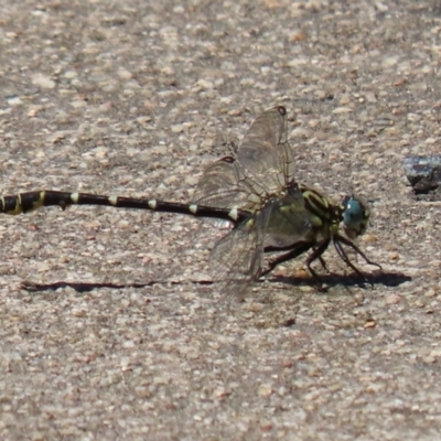 Hemigomphus heteroclytus (Stout Vicetail) at Yarrow, NSW - 3 Mar 2021 by RodDeb