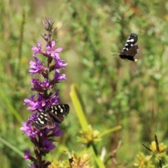 Phalaenoides tristifica (Willow-herb Day-moth) at QPRC LGA - 3 Mar 2021 by RodDeb