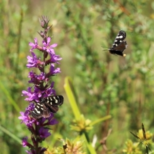 Phalaenoides tristifica at Yarrow, NSW - 3 Mar 2021