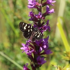 Phalaenoides tristifica at Yarrow, NSW - 3 Mar 2021