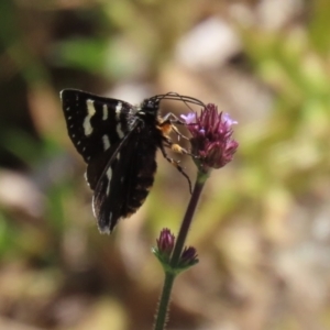 Phalaenoides tristifica at Yarrow, NSW - 3 Mar 2021