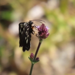 Phalaenoides tristifica at Yarrow, NSW - 3 Mar 2021 01:27 PM