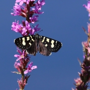 Phalaenoides tristifica at Yarrow, NSW - 3 Mar 2021