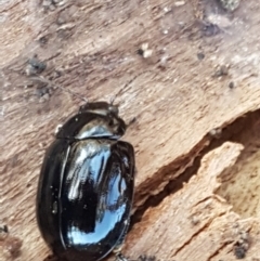 Paropsisterna morio (Morio leaf beetle) at Latham, ACT - 4 Mar 2021 by tpreston