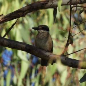 Todiramphus sanctus at Wonga Wetlands - 11 Feb 2021