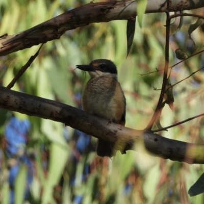 Todiramphus sanctus (Sacred Kingfisher) at Splitters Creek, NSW - 10 Feb 2021 by WingsToWander