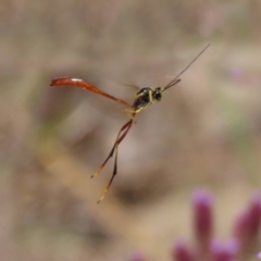 Heteropelma scaposum (Two-toned caterpillar parasite wasp) at Googong Foreshore - 3 Mar 2021 by RodDeb