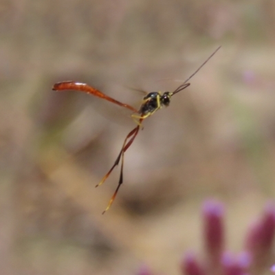 Heteropelma scaposum (Two-toned caterpillar parasite wasp) at Yarrow, NSW - 3 Mar 2021 by RodDeb