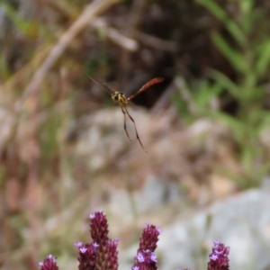 Heteropelma scaposum at Yarrow, NSW - 3 Mar 2021