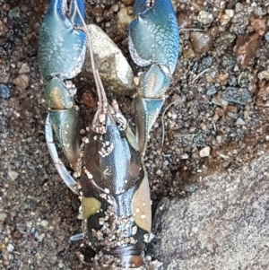 Cherax destructor at Latham, ACT - 4 Mar 2021