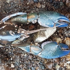 Cherax destructor at Latham, ACT - 4 Mar 2021