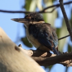 Todiramphus sanctus (Sacred Kingfisher) at Splitters Creek, NSW - 10 Feb 2021 by WingsToWander