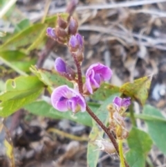 Glycine tabacina (Variable Glycine) at Latham, ACT - 4 Mar 2021 by trevorpreston