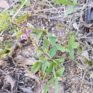 Glycine tabacina at Latham, ACT - 4 Mar 2021