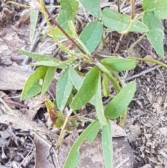 Glycine tabacina at Latham, ACT - 4 Mar 2021 04:38 PM