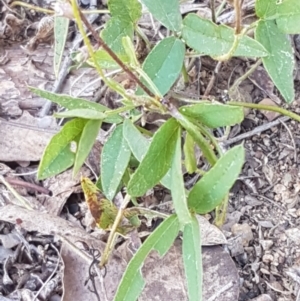 Glycine tabacina at Latham, ACT - 4 Mar 2021 04:38 PM