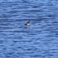 Petrochelidon nigricans at Googong, NSW - 3 Mar 2021