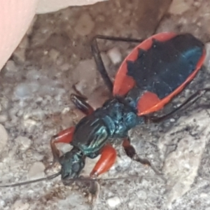 Ectomocoris patricius at Latham, ACT - 4 Mar 2021 06:45 PM