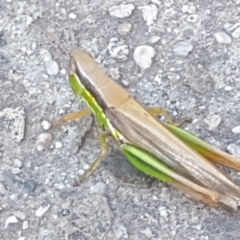 Bermius brachycerus (A grasshopper) at Latham, ACT - 4 Mar 2021 by tpreston