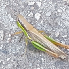 Bermius brachycerus at Latham, ACT - 4 Mar 2021 06:46 PM