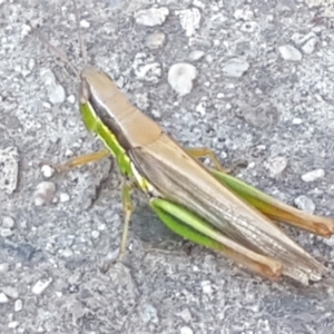 Bermius brachycerus at Latham, ACT - 4 Mar 2021 06:46 PM