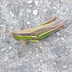 Bermius brachycerus at Latham, ACT - 4 Mar 2021 06:46 PM