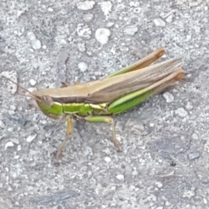 Bermius brachycerus at Latham, ACT - 4 Mar 2021