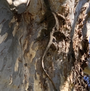 Varanus varius at WREN Reserves - 3 Mar 2021